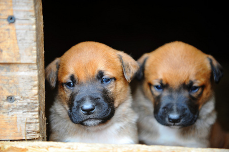 小狗只比利时牧羊犬玛利诺犬