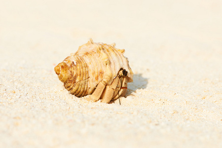 寄居蟹在海滩