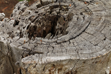 切的树树干与大洞和独特的木制模式