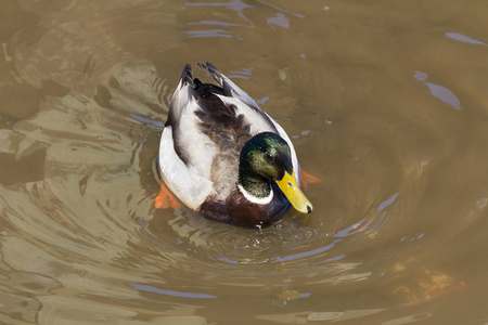 雄性野鸭在被污染的棕色水中游泳