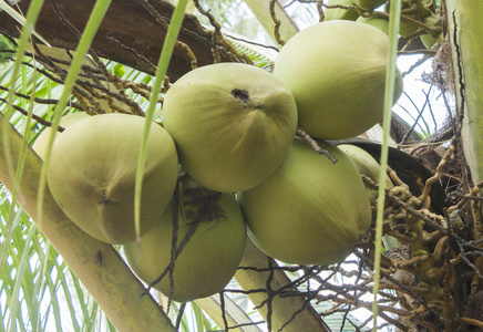 一棵树上的椰子