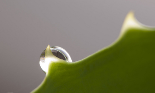 芦荟叶边缘上的一滴水