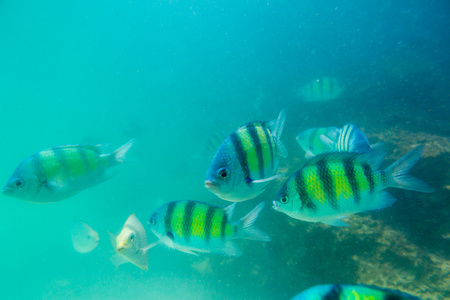 群在安达曼海中的珊瑚鱼