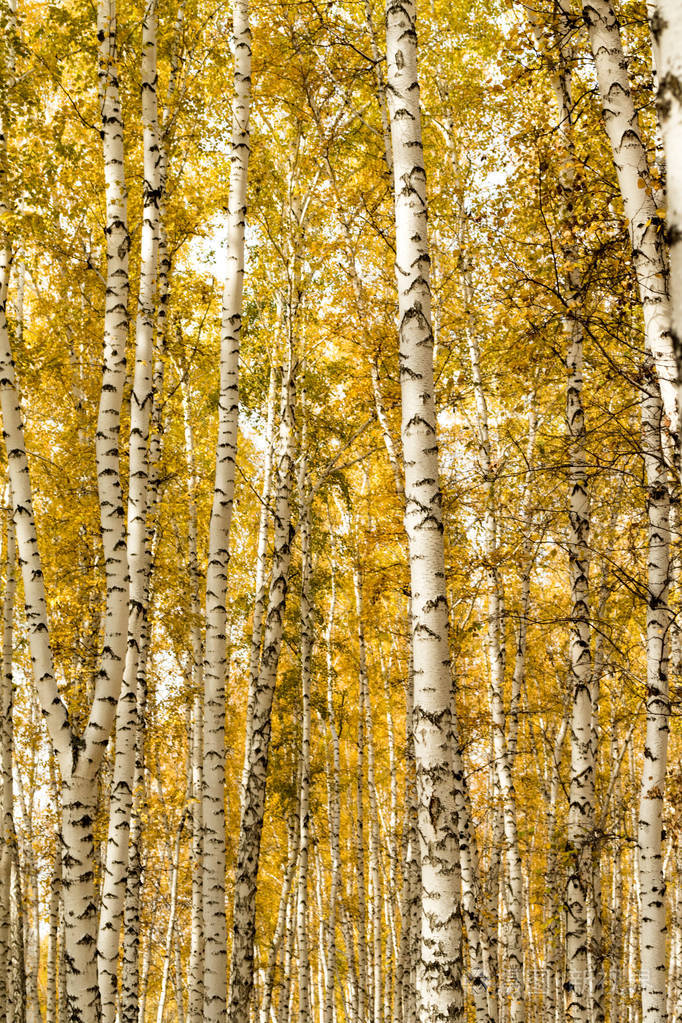 秋天白桦林背景