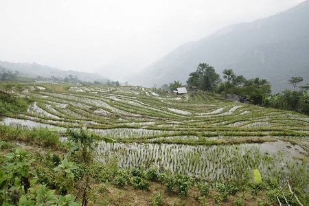 山区越南灌溉水稻栽培梯田