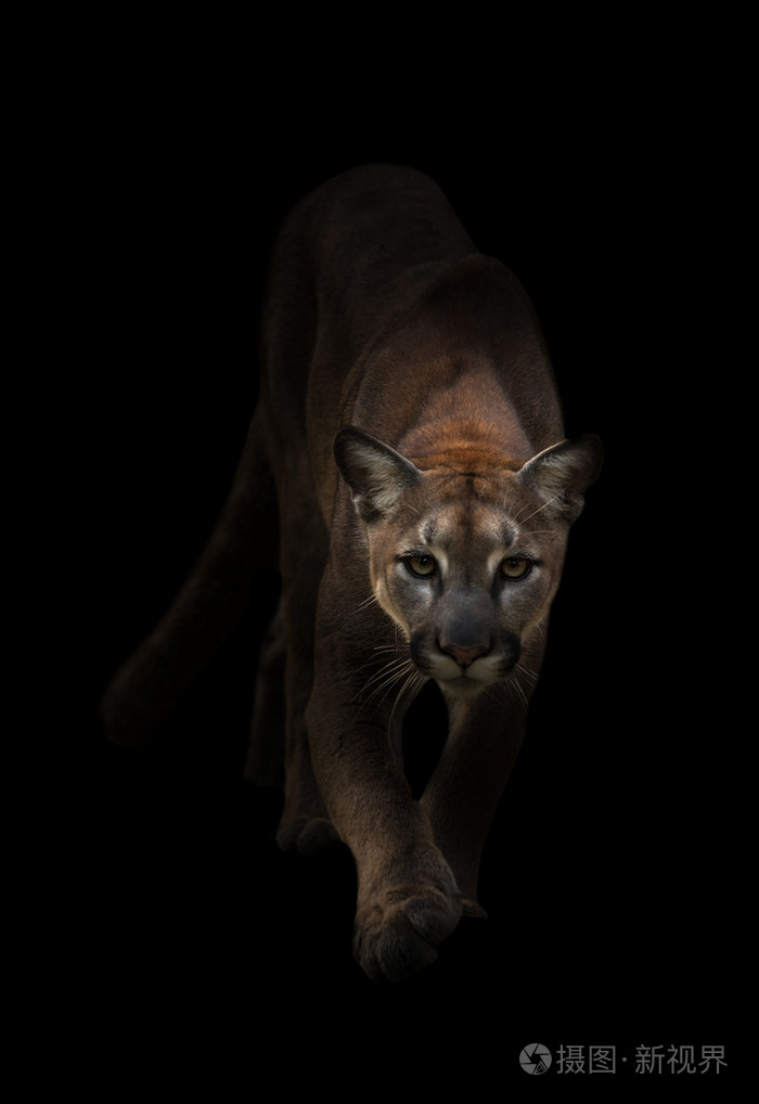 美洲狮在黑暗中