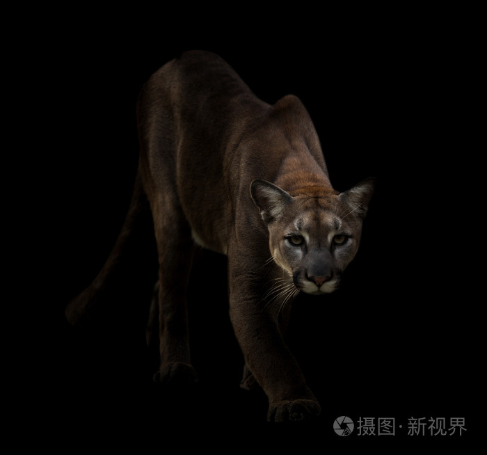 美洲狮在黑暗中