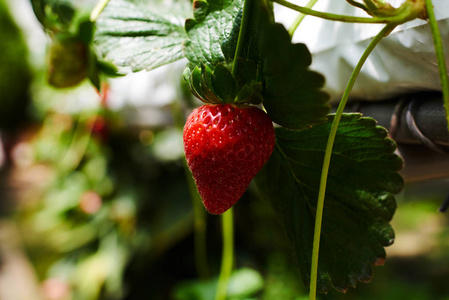 草莓植物。草莓布什。草莓生长在花园里。成熟的浆果和叶子。排有草莓的植物。水果生产。智能农业农场技术理念