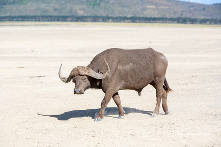 野生的非洲 Buffalo.Kenya 非洲