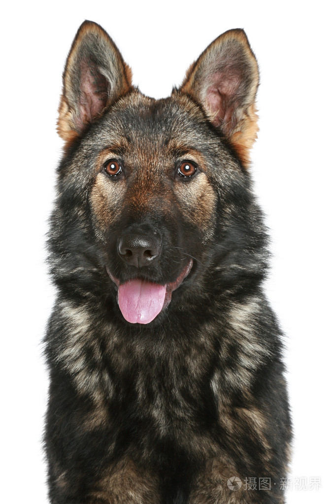 在白色背景上的德国牧羊犬小狗