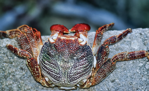 热带蟹