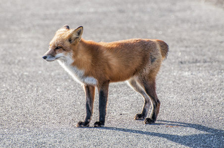 断尾的狐狸照片