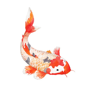 水彩彩虹鲤鱼照片