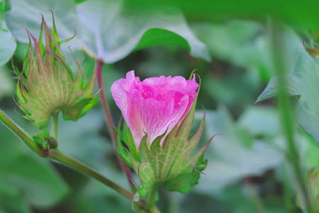棉花植株在田间开花照片
