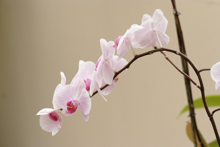 弯曲的树枝上微妙粉色的兰花花图片