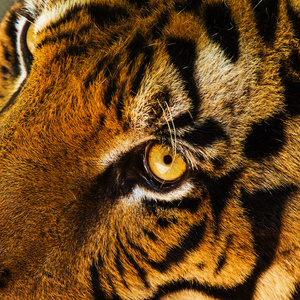 老虎的眼睛图片