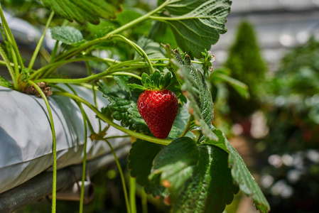 种植园中的水培排。室内草莓农场。在塑料膜下的草莓基质栽培在采摘工学高度。智能农业农场技术理念