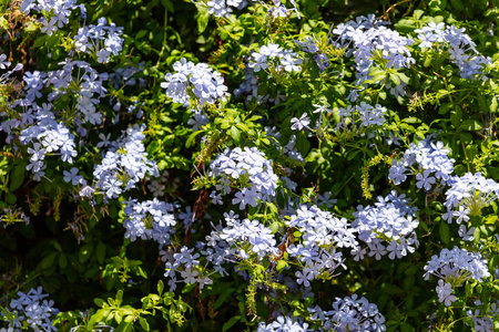 蓝茉莉花盛开的植物, 有明亮的绿叶背景