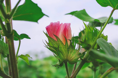 棉花植株在田间开花照片