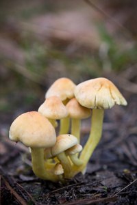 蘑菇菌种图片