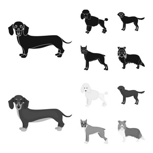 狗品种黑色, 单色图标在集合为设计。狗宠物矢量符号股票 web 插图