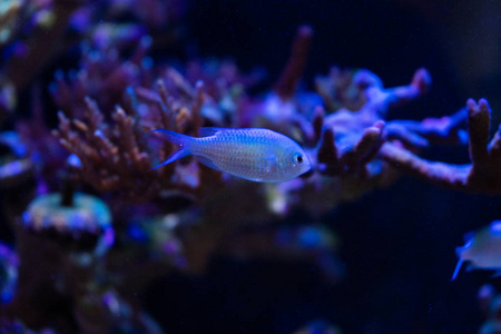 水族馆小热带蓝绿色 chromis 鱼的特写图