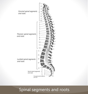 脊柱节段和根
