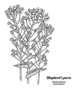 bursa pastoris)牧羊人的钱包 (荠菜囊-赤酵母), 杂草田野荠菜花