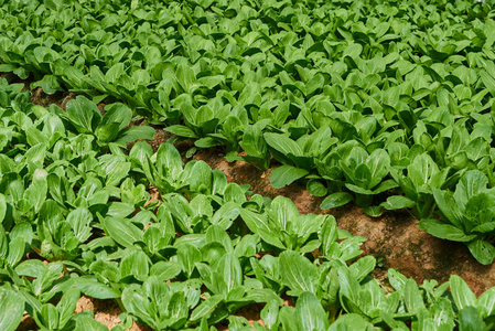 白菜种图片-白菜种素材-白菜种插画-摄图新视界