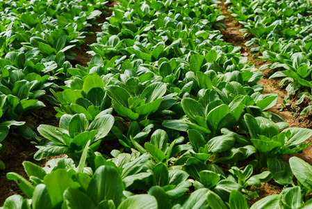 健康的蔬菜.农场里的种植园.种蔬菜.春季有新鲜蔬菜的耕地.