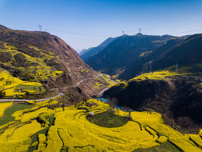 中国罗平春季黄油菜籽 油菜 花场