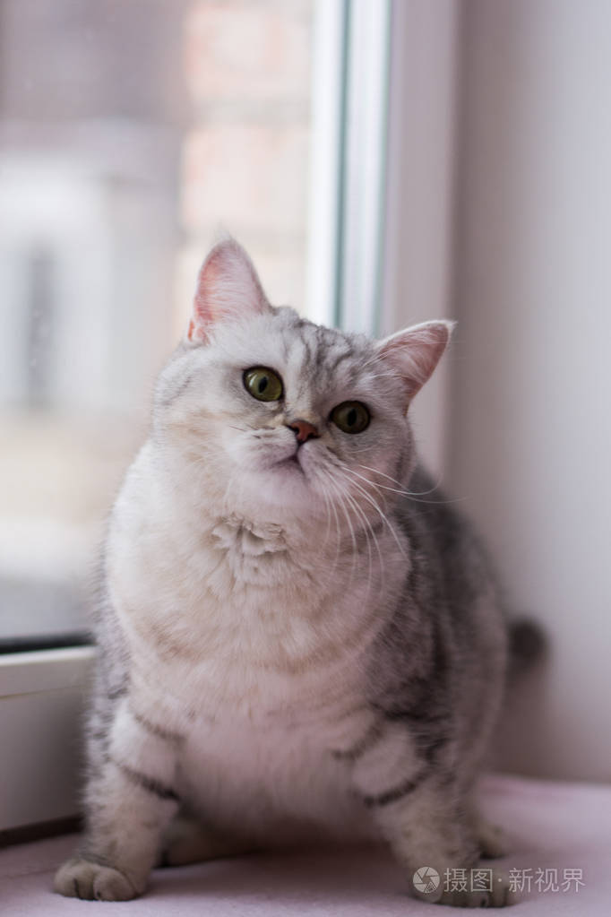 小猫苏格兰直 耳毛绒 动物照片 正版商用图片09yjao 摄图新视界