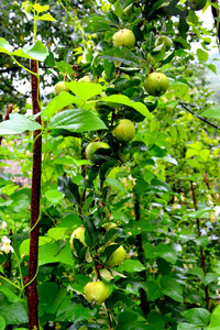 水果疯狂。小苹果在果园的苹果树上, 在初夏