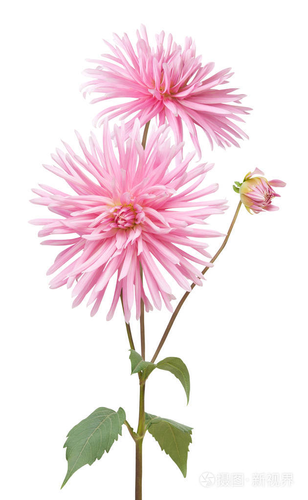 在白色背景上孤立的大丽花花
