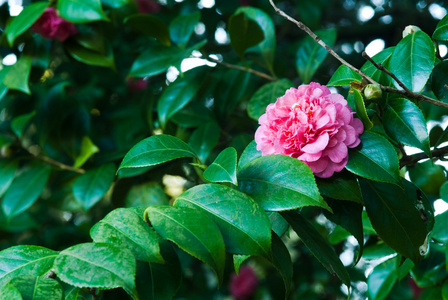 山茶花