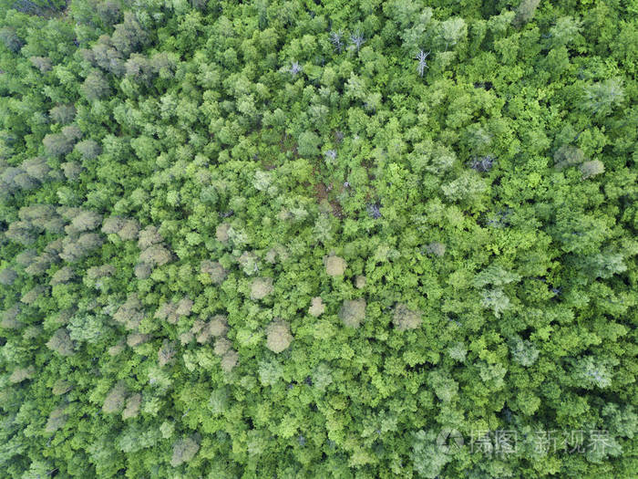 夏日温暖的阳光森林鸟瞰图