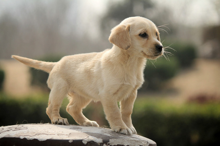 宾利迷你可爱的狗照片