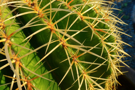 仙人掌的刺图片