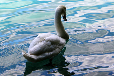 在斯洛文尼亚, 白天鹅生活在流血的湖面上