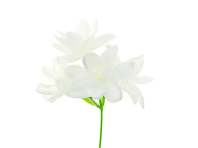 白茉莉花分离白色背景照片