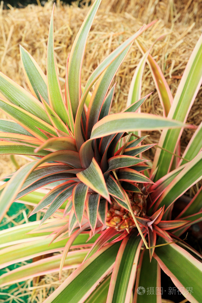 自然界中的凤梨花