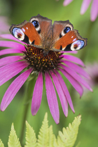棕色的蝴蝶在花园里的一朵粉花上