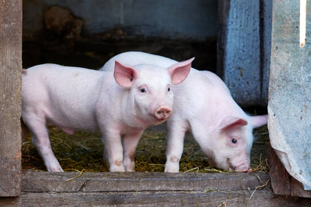 农场里有两只可爱的小猪.生长的猪.动物肖像照片