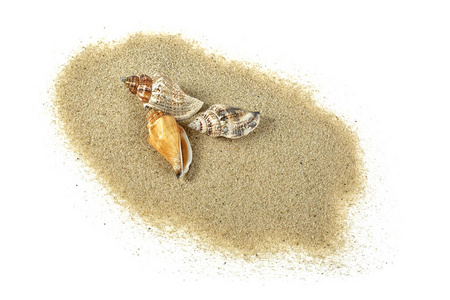 白色背景下砂桩中的海贝壳