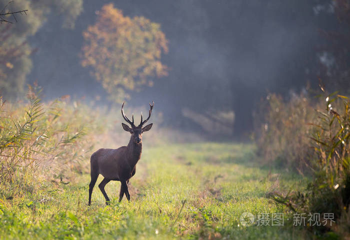 有雾的早晨红鹿站在森林里自然栖息地的野生动物