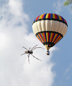 空飘气球和一只热带蜘蛛图片