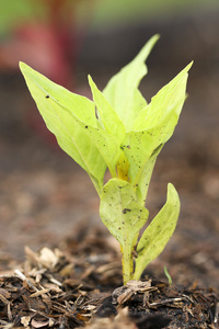 幼苗的鸡冠花鸡冠花照片