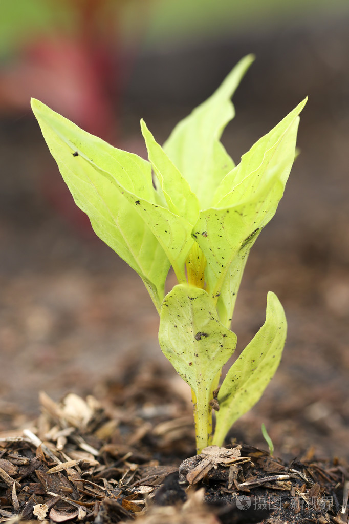 幼苗的鸡冠花鸡冠花