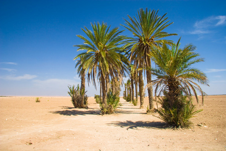 棕榈沙漠摩洛哥