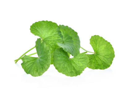 积雪草图片-积雪草素材-积雪草插画-摄图新视界